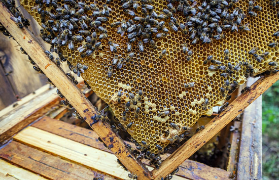 Kabok Farm, in Homabay County, Kenya