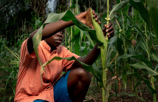 Oyugis Farm, in Homabay County, Kenya