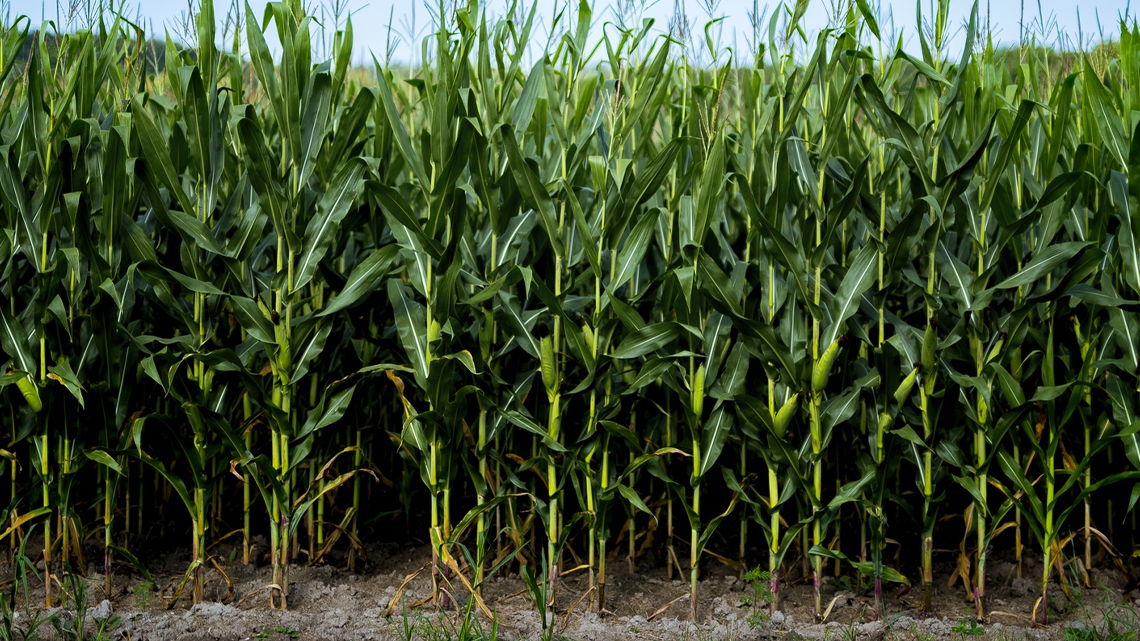 Nutrition and Business